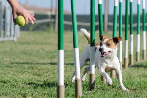 Agility Display